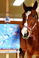 Photo's of Metro The Retired Racehorse Painter 1/29/13